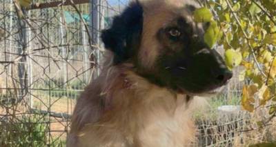 Εκεί που υπάρχει ελπίδα: Μαθητές στην Ξάνθη υιοθέτησαν τον Φοίνικα, έναν κακοποιημένο σκύλο