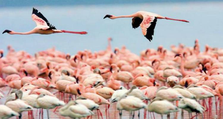 Βουτιές με ροζ φλαμίνγκο στη Λήμνο (photos)