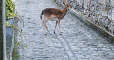 &Phi;&iota;&lambda;&omicron;&zeta;&omega;&iota;&kappa;ό &Sigma;&omega;&mu;&alpha;&tau;&epsilon;ί&omicron; &Lambda;ή&mu;&nu;&omicron;&upsilon;: &Tau;&omicron; &tau;&upsilon;&phi;&lambda;ό &epsilon;&lambda;ά&phi;&iota; &nu;&alpha; &mu;&epsilon;&tau;&alpha;&phi;&epsilon;&rho;&theta;&epsilon;ί &sigma;&tau;&omicron; &Epsilon;&lambda;&lambda;&eta;&nu;&iota;&kappa;ό &Kappa;έ&nu;&tau;&rho;&omicron; &Pi;&epsilon;&rho;ί&theta;&alpha;&lambda;&psi;&eta;&sigmaf; Ά&gamma;&rho;&iota;&omega;&nu; &Zeta;ώ&omega;&nu;