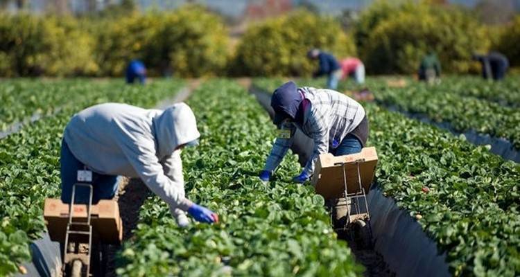 &Alpha;ύ&rho;&iota;&omicron; 215.000 &epsilon;&upsilon;&rho;ώ &sigma;&tau;&omicron;&upsilon;&sigmaf; &alpha;&gamma;&rho;ό&tau;&epsilon;&sigmaf; &tau;&omicron;&upsilon; &Nu;&omicron;&mu;&omicron;ύ &Lambda;έ&sigma;&beta;&omicron;&upsilon; &alpha;&pi;ό &tau;&omicron;&nu; &Epsilon;&Lambda;.&Gamma;.&Alpha;.