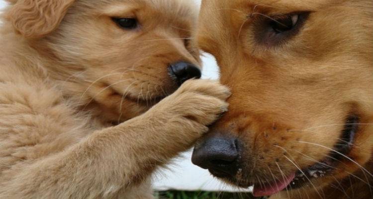 &Sigma;&tau;&eta; &Lambda;ή&mu;&nu;&omicron; &mu;έ&lambda;&eta; &tau;&eta;&sigmaf; &Pi;&alpha;&nu;&epsilon;&lambda;&lambda;&alpha;&delta;&iota;&kappa;ή&sigmaf; &Phi;&iota;&lambda;&omicron;&zeta;&omega;&iota;&kappa;ή&sigmaf; &kappa;&alpha;&iota; &Pi;&epsilon;&rho;&iota;&beta;&alpha;&lambda;&lambda;&omicron;&nu;&tau;&iota;&kappa;ή&sigmaf; &Omicron;&mu;&omicron;&sigma;&pi;&omicron;&nu;&delta;ί&alpha;&sigmaf;