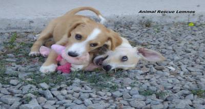 Animal Rescue Lemnos: Πού καταλήγουν τα αδέσποτα, αφού δεν υπάρχει πια χώρος στο καταφύγιο;