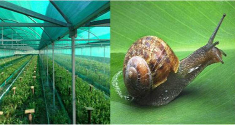 &Pi;&rho;ό&tau;&upsilon;&pi;&eta; &mu;&omicron;&nu;ά&delta;&alpha; &pi;&alpha;&rho;&alpha;&gamma;&omega;&gamma;ή&sigmaf; &sigma;&alpha;&lambda;&iota;&gamma;&kappa;&alpha;&rho;&iota;ώ&nu; &sigma;&tau;&eta; &Lambda;ή&mu;&nu;&omicron;