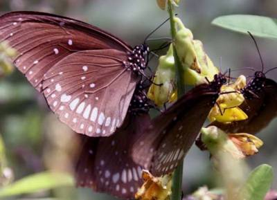 Μειώνονται οι πεταλούδες στην Ευρώπη