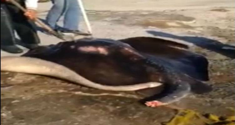 Σαλάχι «θηρίο» στα δίχτυα Λημνιού ψαρά (photos)