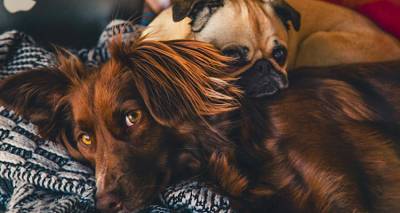 &Alpha;&pi;&epsilon;&rho;&gamma;&omicron;ύ&nu; &omicron;&iota; &kappa;&tau;&eta;&nu;ί&alpha;&tau;&rho;&omicron;&iota; | &Alpha;&nu;&tau;&iota;&delta;&rho;&omicron;ύ&nu; &sigma;&tau;&omicron; &nu;&omicron;&mu;&omicron;&sigma;&chi;έ&delta;&iota;&omicron; &gamma;&iota;&alpha; &tau;&alpha; &zeta;ώ&alpha; &sigma;&upsilon;&nu;&tau;&rho;&omicron;&phi;&iota;ά&sigmaf;