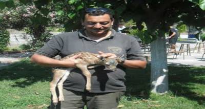 &Epsilon;&lambda;ά&phi;&iota; &kappa;&alpha;&iota; &pi;ά&lambda;&iota; &sigma;&tau;&eta; &phi;ύ&sigma;&eta; &tau;&eta;&sigmaf; &Lambda;ή&mu;&nu;&omicron;&upsilon; έ&nu;&alpha; &chi;&rho;ό&nu;&omicron; &mu;&epsilon;&tau;ά (photos)