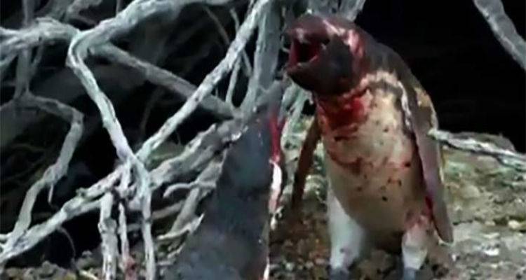 &Pi;&iota;&gamma;&kappa;&omicron;&upsilon;ί&nu;&omicron;&sigmaf; &gamma;&upsilon;&rho;&nu;ά &sigma;&tau;&eta; &phi;&omega;&lambda;&iota;ά &tau;&omicron;&upsilon;, &beta;&rho;ί&sigma;&kappa;&epsilon;&iota; &tau;&eta;&nu; &gamma;&upsilon;&nu;&alpha;ί&kappa;&alpha; &tau;&omicron;&upsilon; &mu;&epsilon; ά&lambda;&lambda;&omicron;&nu; &kappa;&alpha;&iota; &chi;ύ&nu;&epsilon;&tau;&alpha;&iota; &alpha;ί&mu;&alpha; (video)