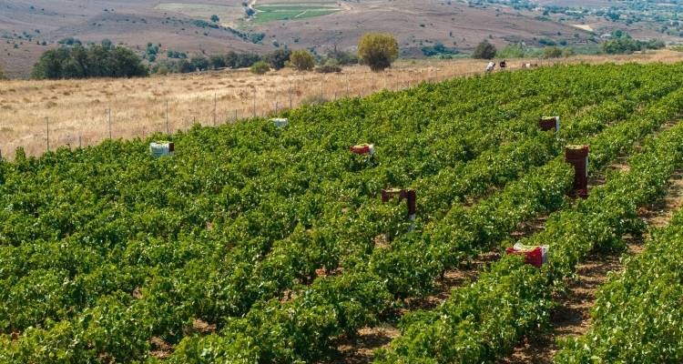 &Omicron;&lambda;&omicron;&kappa;&lambda;ή&rho;&omega;&sigma;&eta; &tau;&omicron;&upsilon; &tau;&rho;ύ&gamma;&omicron;&upsilon; 2026 &sigma;&tau;&eta; &Lambda;ή&mu;&nu;&omicron;: &Alpha;&upsilon;&xi;&eta;&mu;έ&nu;&eta; &pi;&alpha;&rho;&alpha;&gamma;&omega;&gamma;ή &kappa;&alpha;&iota; &epsilon;&xi;&alpha;&iota;&rho;&epsilon;&tau;&iota;&kappa;ή &pi;&omicron;&iota;ό&tau;&eta;&tau;&alpha; &gamma;&iota;&alpha; &tau;&omicron; &Mu;&omicron;&sigma;&chi;ά&tau;&omicron; &Alpha;&lambda;&epsilon;&xi;&alpha;&nu;&delta;&rho;&epsilon;ί&alpha;&sigmaf; &kappa;&alpha;&iota; &tau;&omicron; &Lambda;&eta;&mu;&nu;&iota;ό