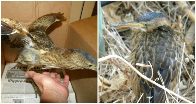 Ή&tau;&alpha;&upsilon;&rho;&omicron;&sigmaf; έ&nu;&alpha;&sigmaf; &iota;&delta;&iota;&alpha;ί&tau;&epsilon;&rho;&omicron;&sigmaf; &epsilon;&pi;&iota;&sigma;&kappa;έ&pi;&tau;&eta;&sigmaf; &sigma;&tau;&eta; &Lambda;ή&mu;&nu;&omicron; (photo)