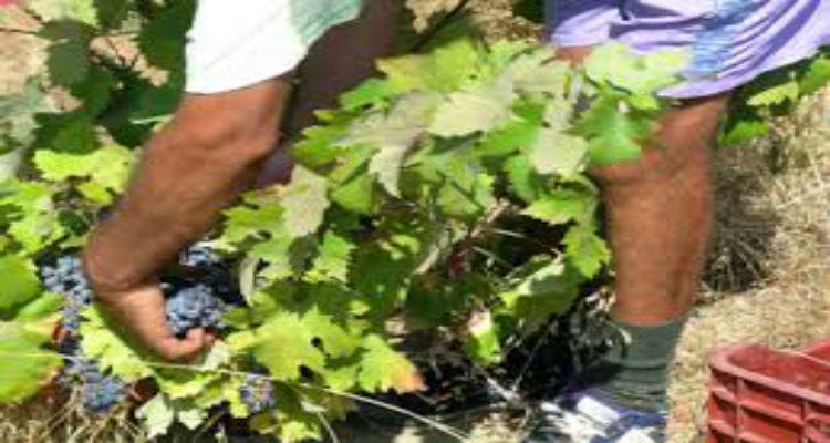 8 Σεπτεμβρίου ο τρύγος σταφυλιών ποικιλίας Λημνιό