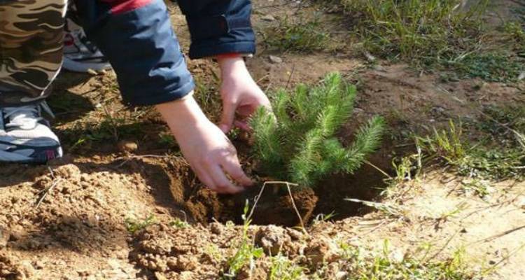 Δεντροφύτευση στο Ανδρώνι από το 3ο Νηπιαγωγείο Μύρινας