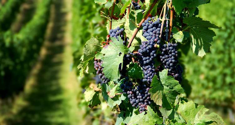 &Alpha;&nu;&alpha;&pi;&tau;&upsilon;&xi;&iota;&alpha;&kappa;ή &Epsilon;&tau;&alpha;&iota;&rho;&epsilon;ί&alpha; &Lambda;ή&mu;&nu;&omicron;&upsilon;: &Eta;&mu;&epsilon;&rho;ί&delta;&alpha; &sigma;&tau;&rho;&alpha;&tau;&eta;&gamma;&iota;&kappa;ή&sigmaf; &sigma;&eta;&mu;&alpha;&sigma;ί&alpha;&sigmaf; &laquo;&Mu;&iota;&lambda;ώ&nu;&tau;&alpha;&sigmaf; &gamma;&iota;&alpha; &omicron;&iota;&nu;&omicron;&tau;&omicron;&upsilon;&rho;&iota;&sigma;&tau;&iota;&kappa;έ&sigmaf; &epsilon;&mu;&pi;&epsilon;&iota;&rho;ί&epsilon;&sigmaf;&raquo;