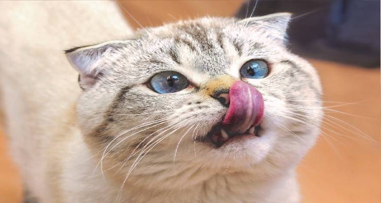 Τι πρέπει να μάθετε στην γάτα σας