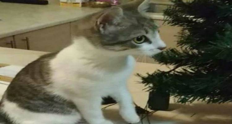 Χάθηκε η γάτα της φωτογραφίας