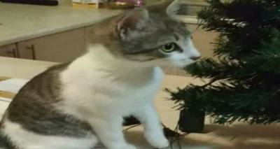 Χάθηκε η γάτα της φωτογραφίας