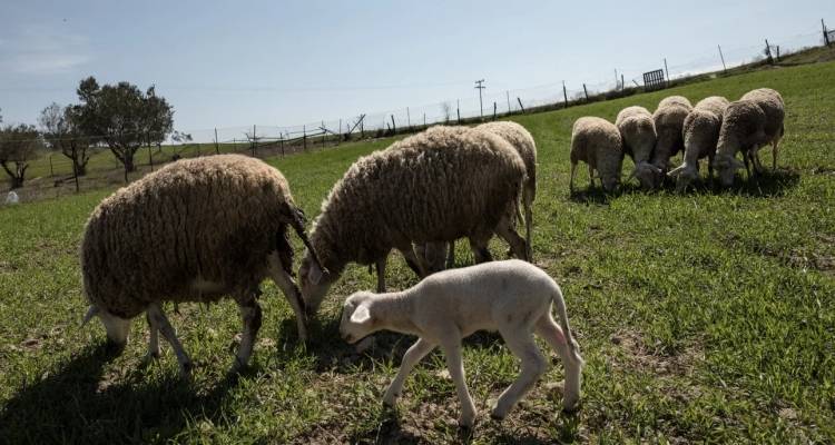Άρειος Πάγος: Κατεπείγουσα έρευνα για το αν παραβιάστηκαν τα μέτρα κατά της ευλογιάς των προβάτων