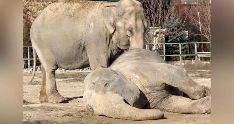 Σπαρακτικό βίντεο: Θηλυκός ελέφαντας θρηνεί για ώρες πάνω από το άψυχο κορμί ελεφαντίνας