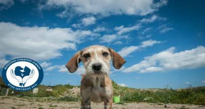 &Sigma;&epsilon; &epsilon;&kappa;&lambda;&omicron;&gamma;έ&sigmaf; &pi;&rho;&omicron;&chi;&omega;&rho;ά&epsilon;&iota; &tau;&omicron; &Phi;&iota;&lambda;&omicron;&zeta;&omega;&iota;&kappa;ό &Sigma;&omega;&mu;&alpha;&tau;&epsilon;ί&omicron; &Lambda;ή&mu;&nu;&omicron;&upsilon;