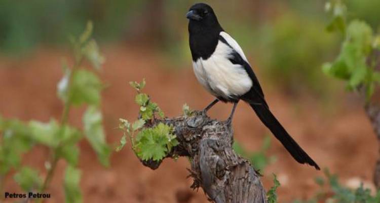 &Lambda;ή&mu;&nu;&omicron;&sigmaf;: &Pi;&rho;ό&gamma;&rho;&alpha;&mu;&mu;&alpha; &epsilon;&lambda;έ&gamma;&chi;&omicron;&upsilon; &pi;&lambda;&eta;&theta;&upsilon;&sigma;&mu;&omicron;ύ &kappa;&omicron;&rho;&alpha;&kappa;&omicron;&epsilon;&iota;&delta;ώ&nu; 2018-2019