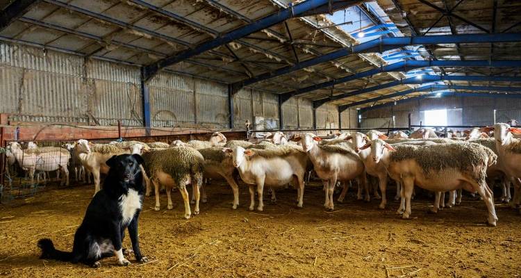 &Delta;&iota;&alpha;&delta;&iota;&kappa;&tau;&upsilon;&alpha;&kappa;ό &sigma;&epsilon;&mu;&iota;&nu;ά&rho;&iota;&omicron; &beta;&iota;&omicron;&alpha;&sigma;&phi;ά&lambda;&epsilon;&iota;&alpha;&sigmaf; &gamma;&iota;&alpha; &tau;&eta;&nu; &epsilon;&upsilon;&lambda;&omicron;&gamma;&iota;ά &alpha;&pi;ό &tau;&omicron; &Alpha;&Pi;&Theta; &mu;&epsilon; &tau;&eta; &sigma;&tau;ή&rho;&iota;&xi;&eta; &tau;&eta;&sigmaf; &Pi;&epsilon;&rho;&iota;&phi;έ&rho;&epsilon;&iota;&alpha;&sigmaf; &Beta;&omicron;&rho;&epsilon;ί&omicron;&upsilon; &Alpha;&iota;&gamma;&alpha;ί&omicron;&upsilon;