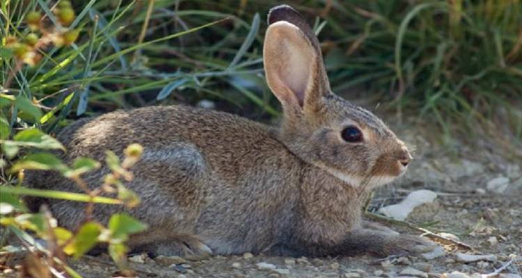 Νέα Κούταλη: Δήλωση ζημιών στα αμπέλια από αγριοκούνελα
