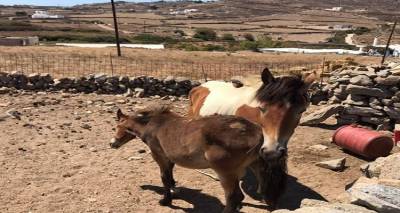 &Tau;&omicron; &Tau;&mu;ή&mu;&alpha; &Kappa;&tau;&eta;&nu;&iota;&alpha;&tau;&rho;&iota;&kappa;ή&sigmaf; &Lambda;ή&mu;&nu;&omicron;&upsilon; &pi;&rho;&omicron;&epsilon;&iota;&delta;&omicron;&pi;&omicron;&iota;&epsilon;ί: &laquo;&Kappa;&alpha;&kappa;&omicron;&pi;&omicron;ί&eta;&sigma;&eta; &tau;&omicron; &delta;έ&sigma;&iota;&mu;&omicron; &zeta;ώ&omicron;&upsilon; &kappa;ά&tau;&omega; &alpha;&pi;ό &tau;&omicron;&nu; ή&lambda;&iota;&omicron;&raquo;