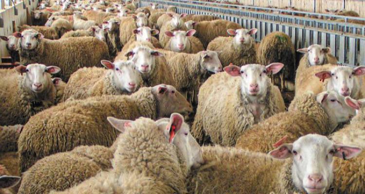 &Mu;έ&tau;&rho;&alpha; &gamma;&iota;&alpha; &tau;&eta;&nu; &epsilon;&upsilon;&lambda;&omicron;&gamma;&iota;ά &tau;&omega;&nu; &pi;&rho;&omicron;&beta;ά&tau;&omega;&nu; &alpha;&nu;&alpha;&kappa;&omicron;ί&nu;&omega;&sigma;&epsilon; &sigma;ή&mu;&epsilon;&rho;&alpha; &tau;&omicron; &Epsilon;&pi;&alpha;&rho;&chi;&epsilon;ί&omicron; &Lambda;ή&mu;&nu;&omicron;&upsilon;