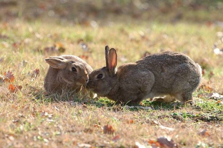 &Xi;&epsilon;&kappa;ί&nu;&eta;&sigma;&epsilon; &eta; &upsilon;&pi;&omicron;&beta;&omicron;&lambda;ή &delta;&eta;&lambda;ώ&sigma;&epsilon;&omega;&nu; &gamma;&iota;&alpha; &zeta;&eta;&mu;&iota;έ&sigmaf; &alpha;&pi;ό &alpha;&gamma;&rho;&iota;&omicron;&kappa;&omicron;ύ&nu;&epsilon;&lambda;&alpha; &sigma;&epsilon; &kappa;&alpha;&lambda;&lambda;&iota;έ&rho;&gamma;&epsilon;&iota;&epsilon;&sigmaf;