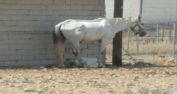 Φιλοζωικό Σωματείο Λήμνου: "Αν δείτε ζώα που δεν έχουν νερό, που είναι δεμένα επί πολλές ώρες στον ήλιο..."
