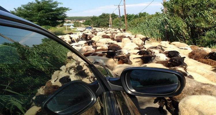 Για τη Λήμνο, τους ρυθμούς της και... τα πρόβατα
