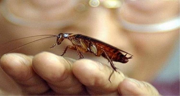 Συναθρώπινα Είδη: Μύγες - Κατσαρίδες - Μυρμήγκια - Ποντίκια - ψύλλοι - ψείρες