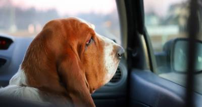 Θεσσαλονίκη: Πρόστιμο 1.000 ευρώ σε γυναίκα που παράτησε σκύλο σε ΙΧ μέσα στη ζέστη