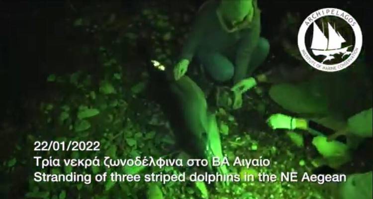 &Epsilon;&kappa;&beta;&rho;&alpha;&sigma;&mu;ό&sigmaf; &Zeta;&omega;&nu;&omicron;&delta;έ&lambda;&phi;&iota;&nu;&omega;&nu; &sigma;&tau;&omicron; &Beta;&omicron;&rho;&epsilon;&iota;&omicron;&alpha;&nu;&alpha;&tau;&omicron;&lambda;&iota;&kappa;ό &Alpha;&iota;&gamma;&alpha;ί&omicron; (video)