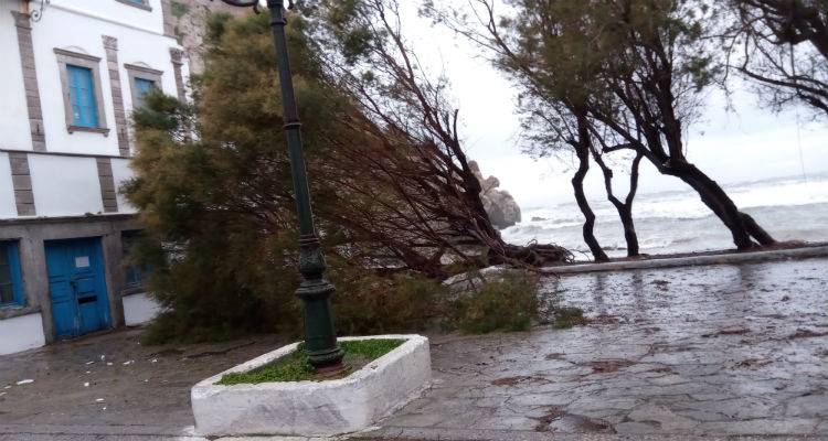 &Pi;&tau;ώ&sigma;&eta; &delta;έ&nu;&tau;&rho;&omicron;&upsilon; &sigma;&tau;&omicron; &Rho;&omega;&mu;έ&iota;&kappa;&omicron; (photos)