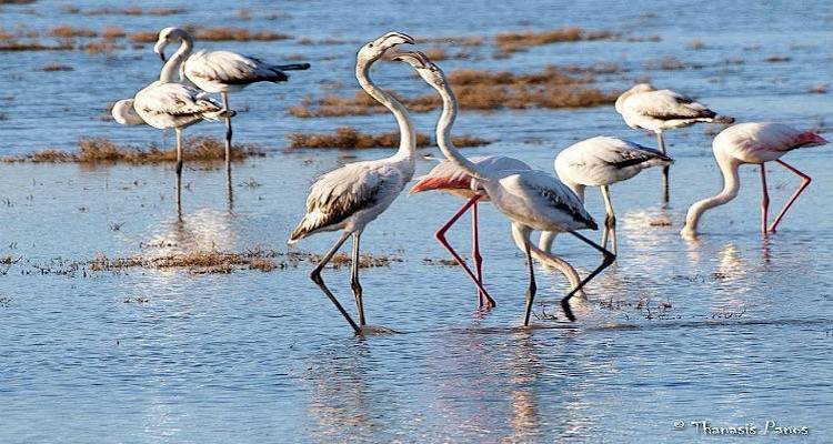 &Pi;&epsilon;&rho;&iota;&phi;έ&rho;&epsilon;&iota;&alpha; &Beta;. &Alpha;&iota;&gamma;&alpha;ί&omicron;&upsilon;: &Delta;&eta;&mu;ό&sigma;&iota;&alpha; &Delta;&iota;&alpha;&beta;&omicron;ύ&lambda;&epsilon;&upsilon;&sigma;&eta; &gamma;&iota;&alpha; &tau;&omicron;&nu; &chi;&omega;&rho;&omicron;&tau;&alpha;&xi;&iota;&kappa;ό &sigma;&chi;&epsilon;&delta;&iota;&alpha;&sigma;&mu;ό &kappa;&alpha;&iota; &tau;&eta;&nu; &Pi;&rho;&omicron;&sigma;&tau;&alpha;&sigma;ί&alpha; &Pi;&epsilon;&rho;&iota;&omicron;&chi;ώ&nu; Natura 2000