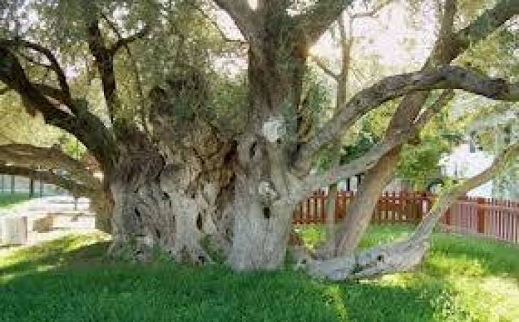 Καυσόξυλα έγινε και η ελιά του Πλάτωνα