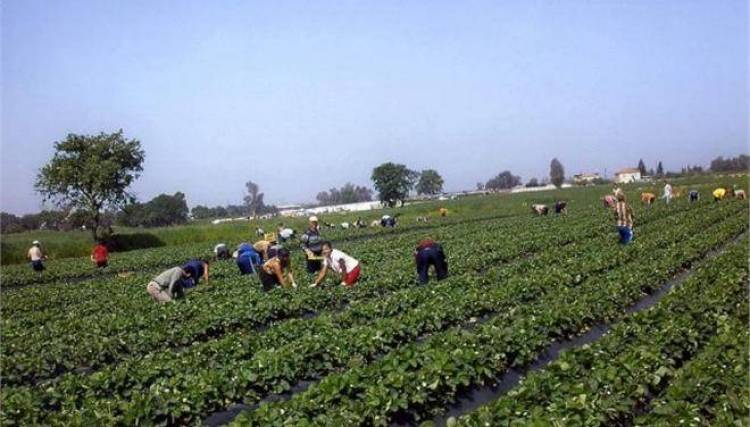 Πυροβόλησαν 200 μετανάστες στη Μανωλάδα επειδή ζήτησαν τα μεροκάματά τους