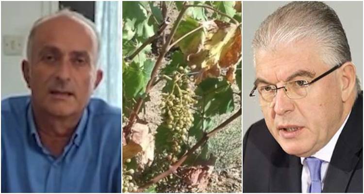 Αμπέλια Λήμνου: Φόβοι για τεράστια ζημιά στην παραγωγή | Νέα επιτολή στον ΕΛΓΑ