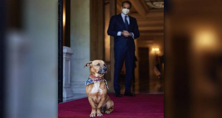 &Zeta;ώ&alpha; &sigma;&upsilon;&nu;&tau;&rho;&omicron;&phi;&iota;ά&sigmaf;: &Tau;&iota; &pi;&rho;&omicron;&beta;&lambda;έ&pi;&epsilon;&iota; &omicron; &nu;έ&omicron;&sigmaf; &nu;ό&mu;&omicron;&sigmaf; &gamma;&iota;&alpha; &tau;&eta;&nu; &pi;&rho;&omicron;&sigma;&tau;&alpha;&sigma;ί&alpha; &tau;&omicron;&upsilon;&sigmaf; &kappa;&alpha;&iota; &tau;&iota;&sigmaf; &upsilon;&pi;&omicron;&chi;&rho;&epsilon;ώ&sigma;&epsilon;&iota;&sigmaf; &tau;&omega;&nu; &iota;&delta;&iota;&omicron;&kappa;&tau;&eta;&tau;ώ&nu;