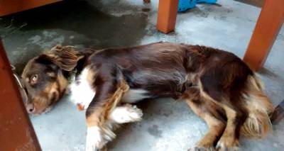 Βρέθηκε σκύλος σε café της Μύρινας και αναζητάει τον ιδιοκτήτη του (photos)