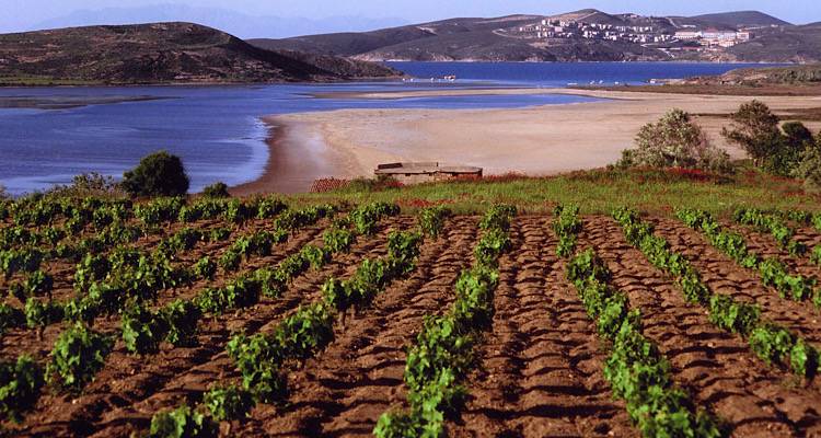 Α.Σ. «Η ΕΝΩΣΗ»: Ξεκίνησε η διαδικασία υποβολής αιτήσεων για την αναδιάρθρωση αμπέλων 2024