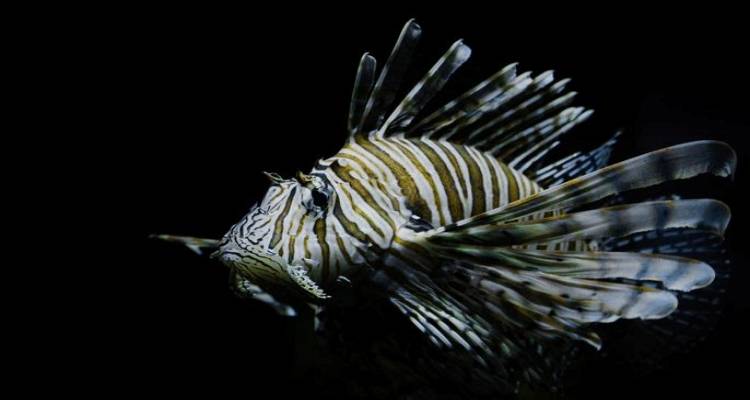 Το Ινστιτούτο Αρχιπέλαγος συμμετέχει σε επιτροπή της Βουλής με αντικείμενο τον έλεγχο των πληθυσμών του Λεοντόψαρου