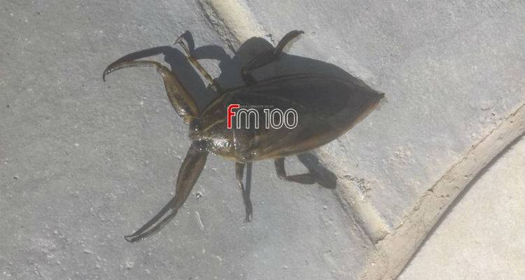 Εντοπίστηκε σαρκοφάγο έντομο... γίγας και στη Λήμνο (photos + video)