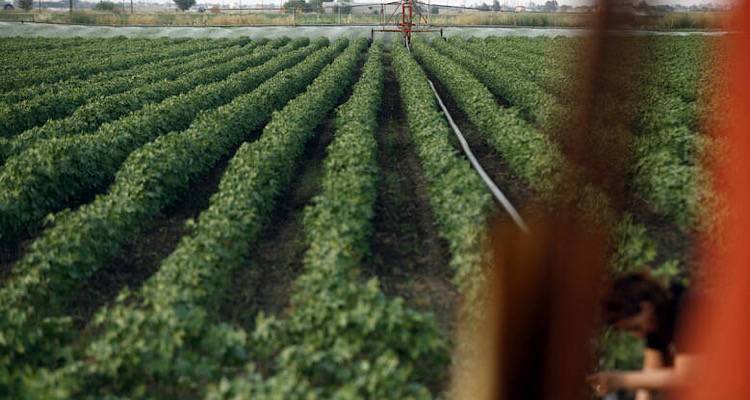 &Alpha;&gamma;&rho;&omicron;&tau;&iota;&kappa;ό&sigmaf; &Sigma;&upsilon;&nu;&epsilon;&tau;&alpha;&iota;&rho;&iota;&sigma;&mu;ό&sigmaf; &Lambda;ή&mu;&nu;&omicron;&upsilon; &laquo;&Eta; Έ&nu;&omega;&sigma;&eta;&raquo;: &Xi;&epsilon;&kappa;ί&nu;&eta;&sigma;&alpha;&nu; &omicron;&iota; &Alpha;&iota;&tau;ή&sigma;&epsilon;&iota;&sigmaf; &Epsilon;&pi;&iota;&sigma;&tau;&rho;&omicron;&phi;ή&sigmaf; &Phi;&Pi;&Alpha; 2025