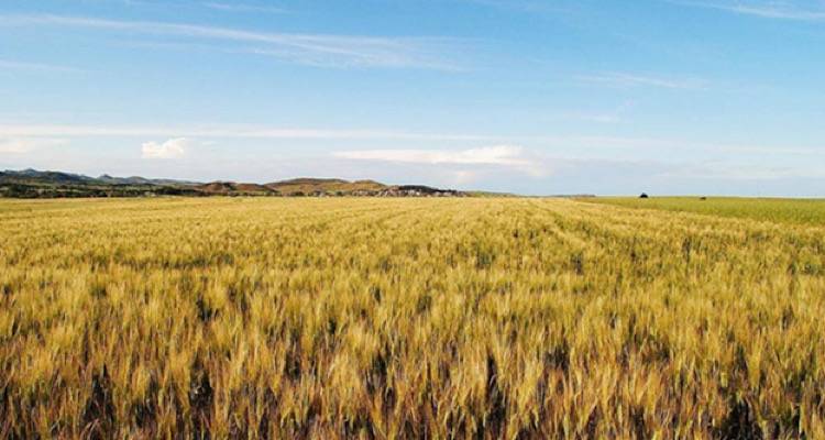 &Tau;&omicron; &sigma;&iota;&tau;ά&rho;&iota; &Lambda;ή&mu;&nu;&omicron;&upsilon; &sigma;&upsilon;&mu;&beta;ά&lambda;&lambda;&epsilon;&iota; &sigma;&tau;&eta; &mu;&epsilon;ί&omega;&sigma;&eta; &tau;&omicron;&upsilon; &pi;&epsilon;&rho;&iota;&beta;&alpha;&lambda;&lambda;&omicron;&nu;&tau;&iota;&kappa;&omicron;ύ &alpha;&pi;&omicron;&tau;&upsilon;&pi;ώ&mu;&alpha;&tau;&omicron;&sigmaf; (&beta;ί&nu;&tau;&epsilon;&omicron;)