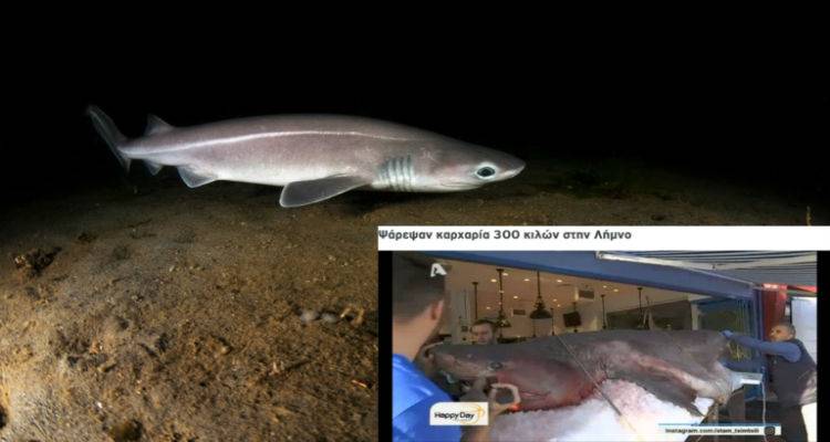Καταγγελία iSea: Προστατευόμενο είδος ο καρχαρίας που αλιεύθηκε  ανοιχτά της Λήμνου