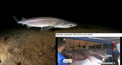 Καταγγελία iSea: Προστατευόμενο είδος ο καρχαρίας που αλιεύθηκε  ανοιχτά της Λήμνου