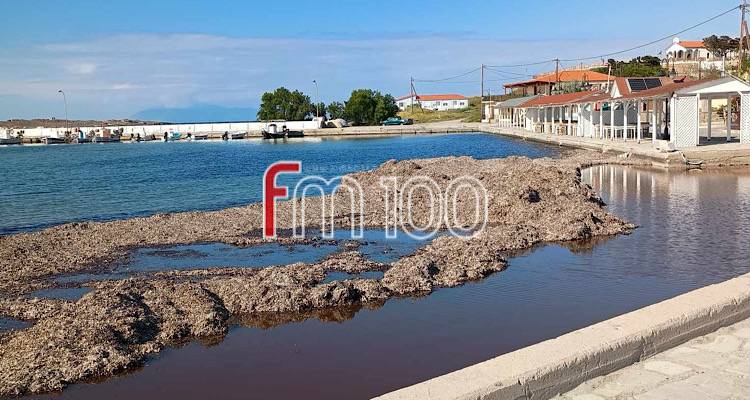 &Lambda;ή&mu;&nu;&omicron;&sigmaf;: Έ&nu;&tau;&omicron;&nu;&omicron; &pi;&rho;ό&beta;&lambda;&eta;&mu;&alpha; &delta;&upsilon;&sigma;&omicron;&sigma;&mu;ί&alpha;&sigmaf; &kappa;&alpha;&iota; &kappa;&omicron;&upsilon;&nu;&omicron;&upsilon;&pi;&iota;ώ&nu; &sigma;&tau;&omicron;&nu; &Kappa;ό&tau;&sigma;&iota;&nu;&alpha; | &Pi;&alpha;&rho;ά&pi;&omicron;&nu;&alpha; &alpha;&pi;ό &kappa;&alpha;&tau;&omicron;ί&kappa;&omicron;&upsilon;&sigmaf; &tau;&eta;&sigmaf; &pi;&epsilon;&rho;&iota;&omicron;&chi;ή&sigmaf; (photos)