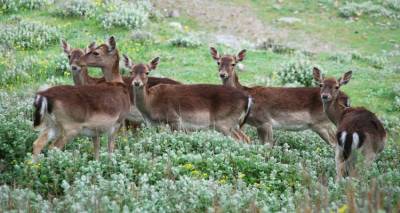 Φιλοζωικό Σωματείο Λήμνου: Συστάθηκε η ομάδα εργασίας για τη διαχείριση των πλατωνιών